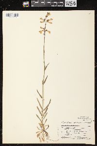 Penstemon gracilis image