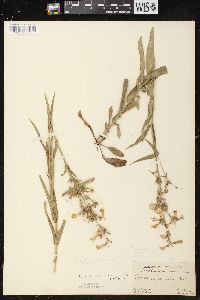 Penstemon gracilis image