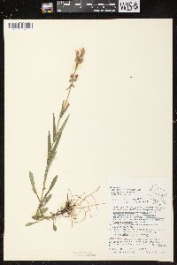 Penstemon gracilis image