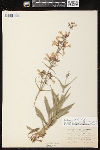 Penstemon gracilis image