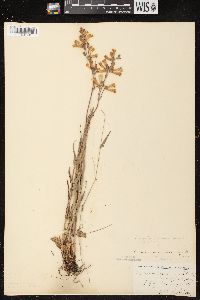 Penstemon gracilis image