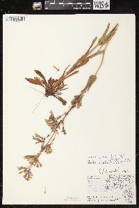 Penstemon gracilis image