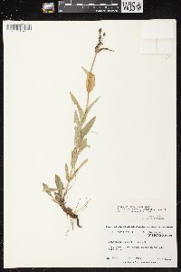 Penstemon gracilis image