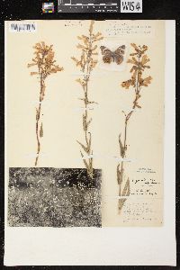 Penstemon gracilis image