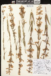 Penstemon gracilis image