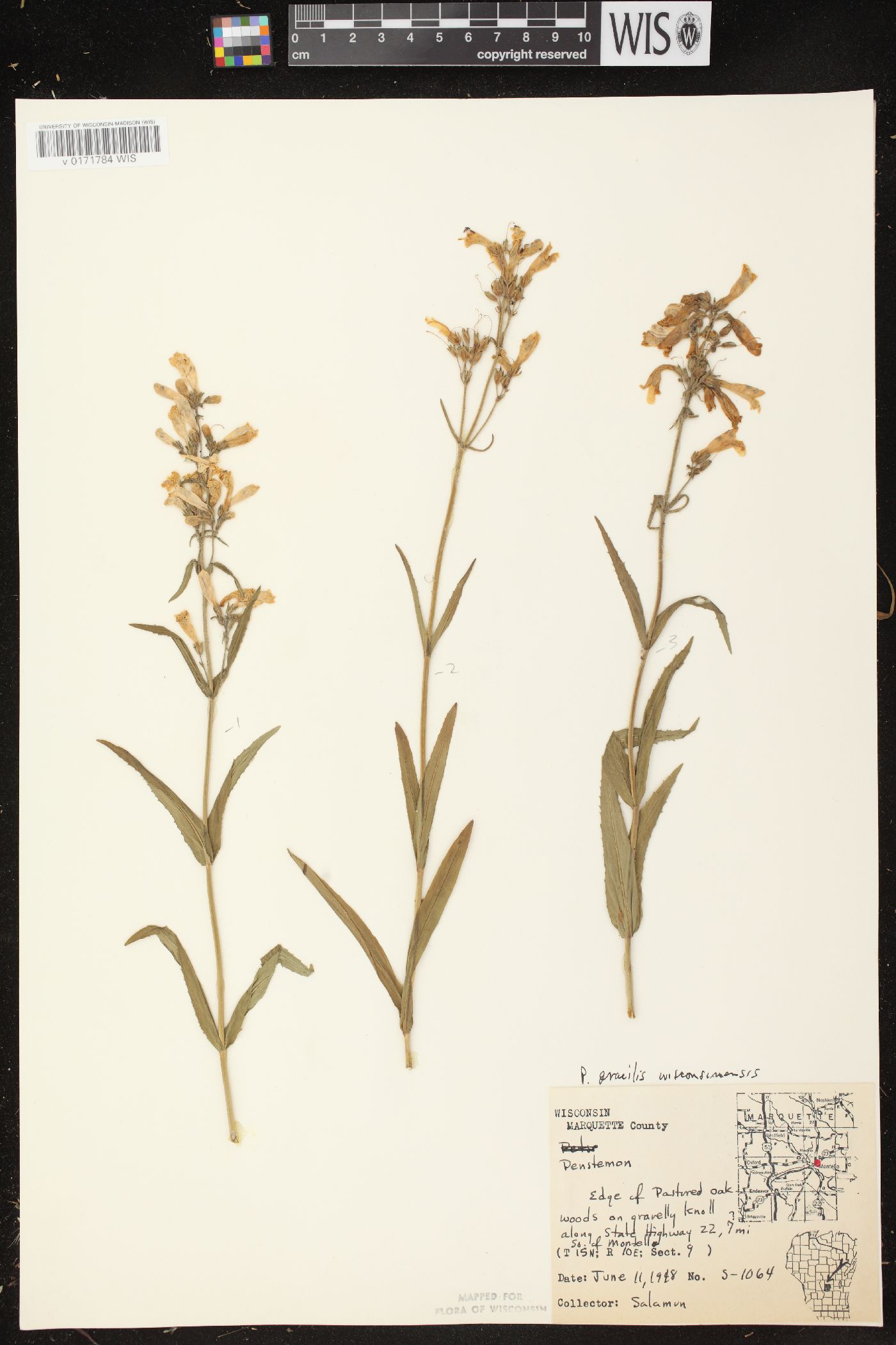 Penstemon gracilis subsp. wisconsinensis image