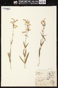 Penstemon gracilis image