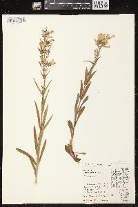 Penstemon gracilis image