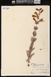 Penstemon grandiflorus image