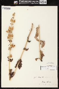 Penstemon grandiflorus image