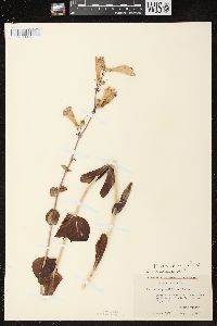 Penstemon grandiflorus image