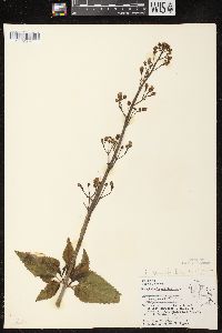 Scrophularia lanceolata image