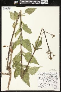 Scrophularia lanceolata image