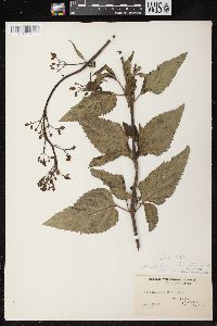 Scrophularia lanceolata image