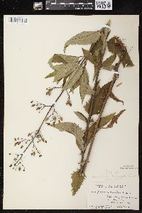 Scrophularia lanceolata image