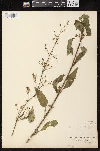 Scrophularia lanceolata image