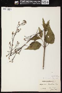 Scrophularia lanceolata image