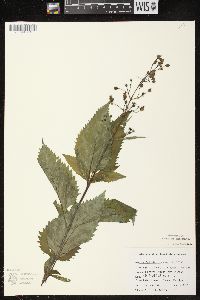 Scrophularia lanceolata image