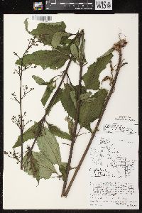 Scrophularia lanceolata image