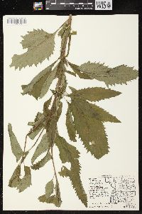 Scrophularia lanceolata image