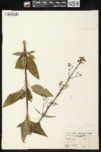 Scrophularia lanceolata image