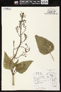 Scrophularia lanceolata image