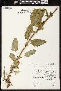 Scrophularia lanceolata image