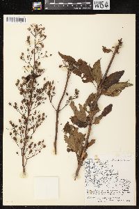 Scrophularia lanceolata image