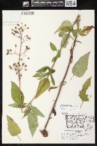 Scrophularia lanceolata image