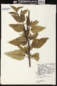 Scrophularia lanceolata image