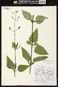 Scrophularia lanceolata image