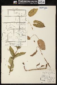 Scrophularia lanceolata image