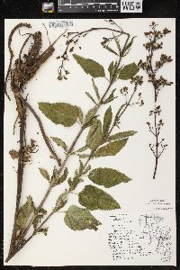 Scrophularia lanceolata image