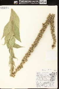 Verbascum densiflorum image