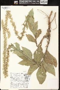 Verbascum densiflorum image