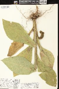 Verbascum densiflorum image