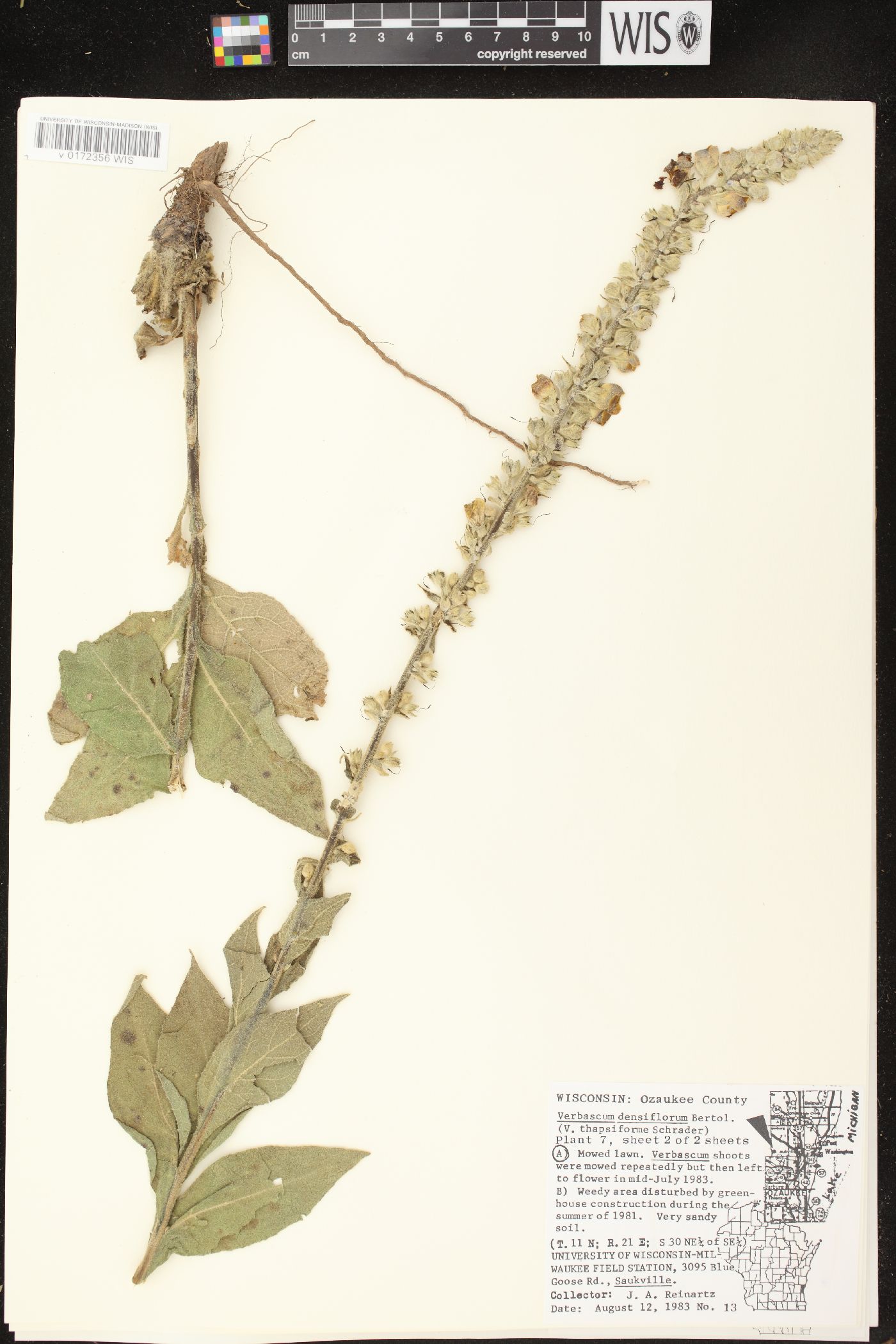 Verbascum densiflorum image