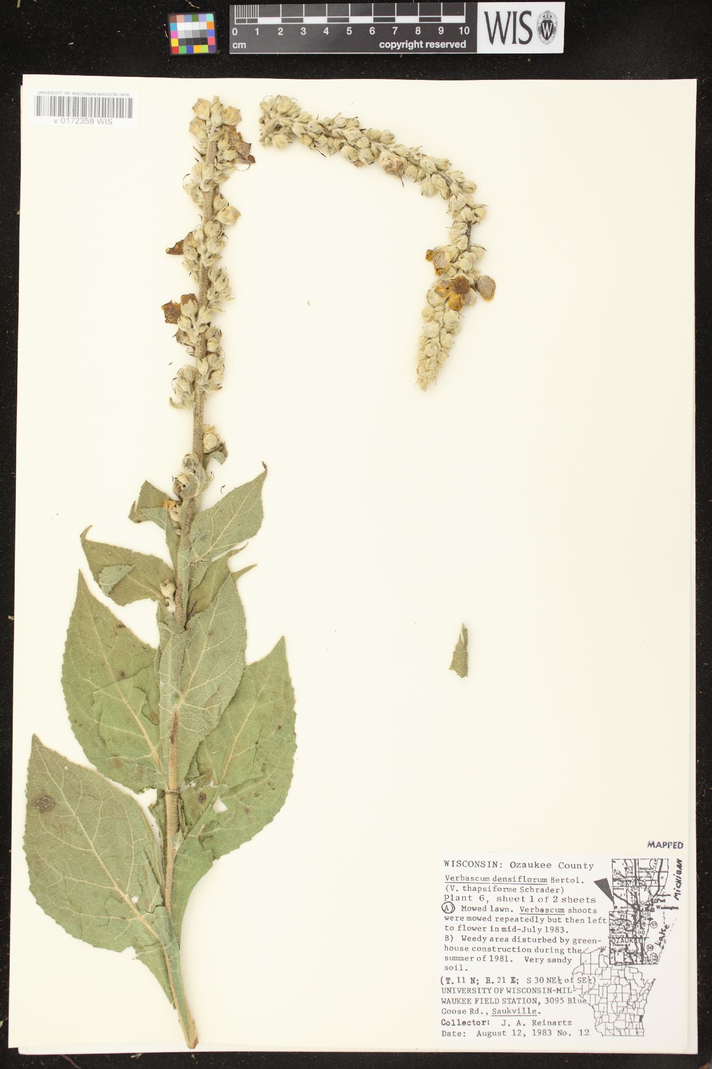 Verbascum densiflorum image