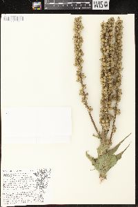 Verbascum densiflorum image