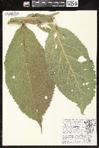 Verbascum densiflorum image