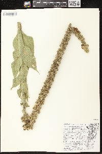 Verbascum densiflorum image