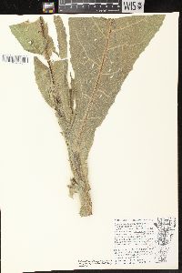 Image of Verbascum densiflorum
