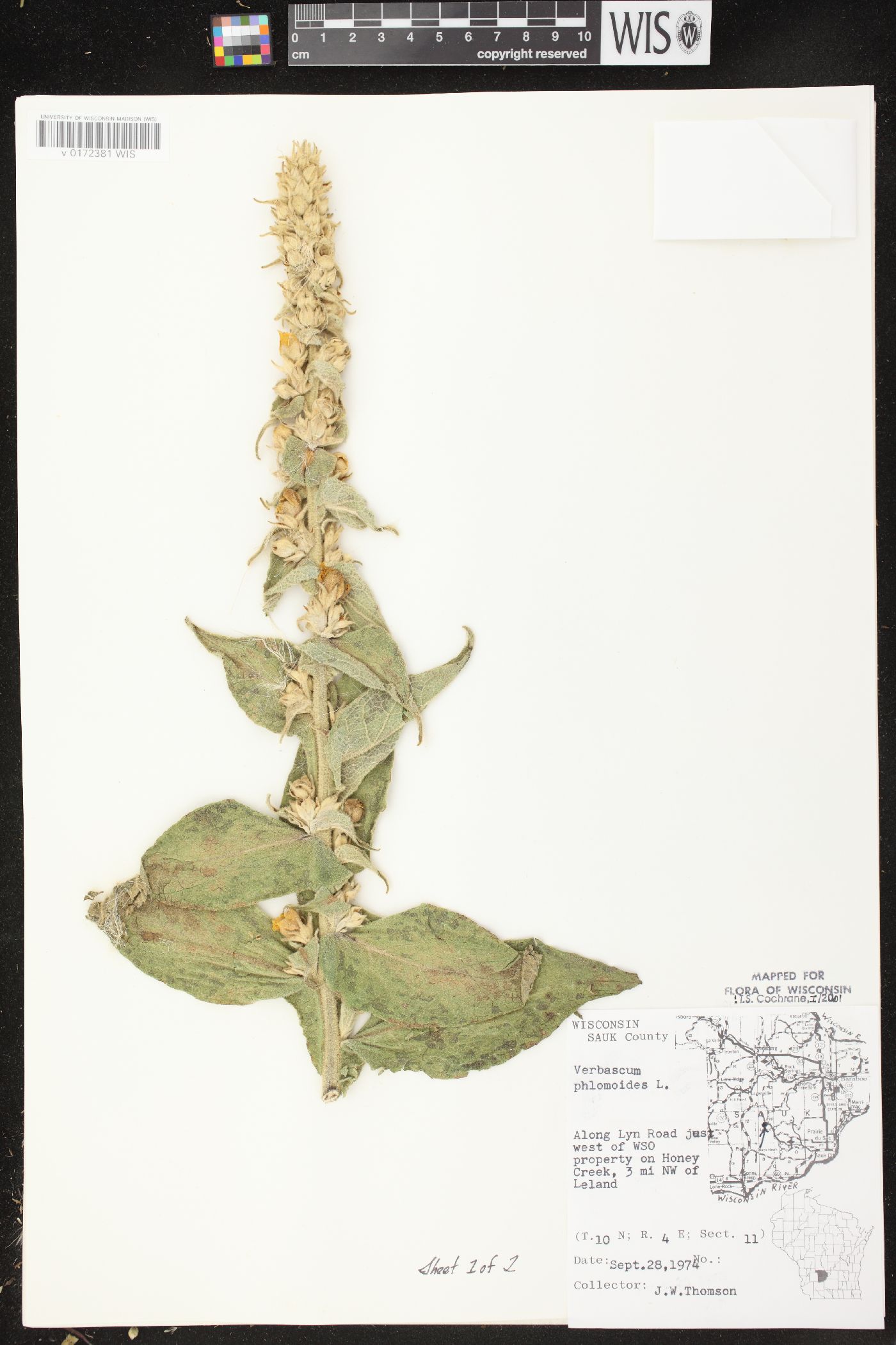 Verbascum phlomoides image