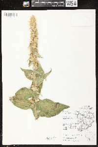 Verbascum phlomoides image