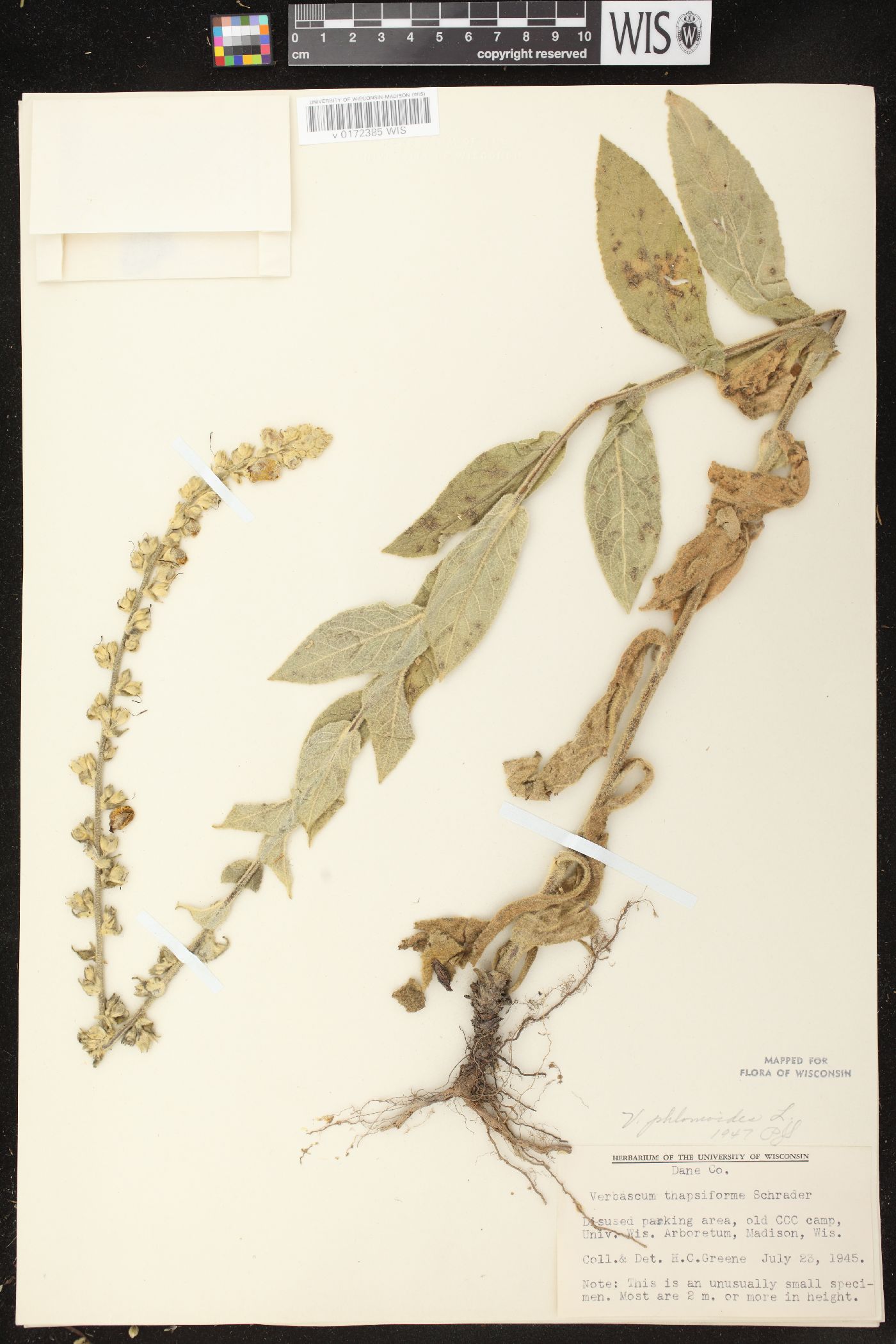 Verbascum phlomoides image