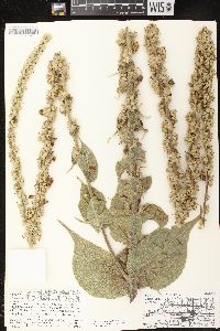 Verbascum phlomoides image