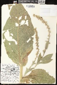 Verbascum phlomoides image