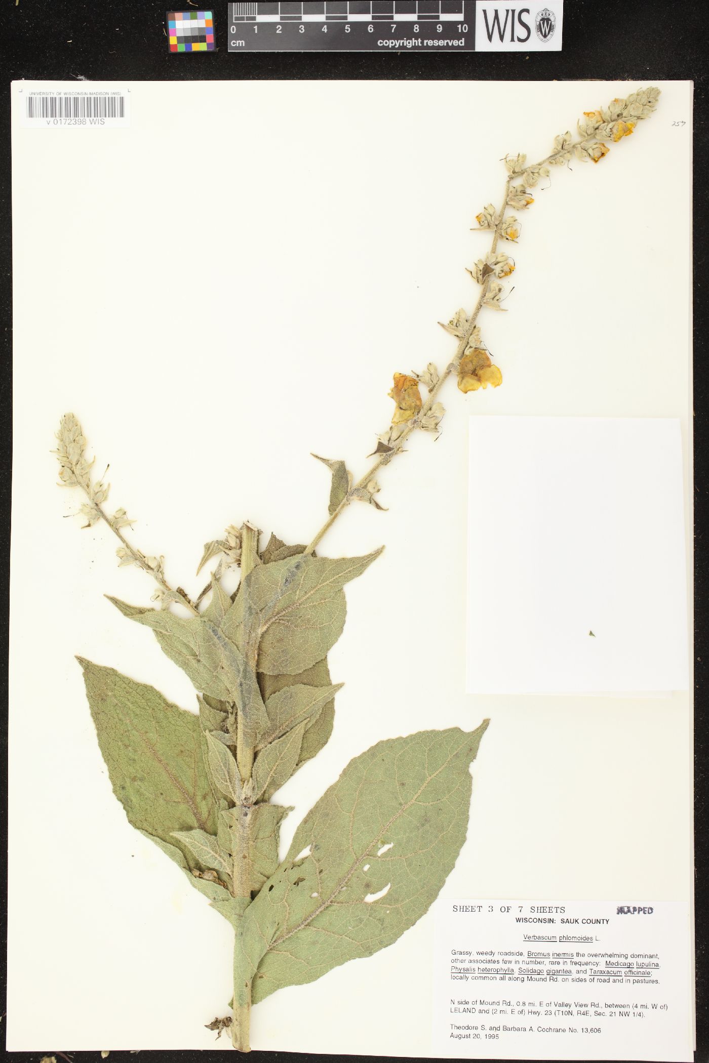 Verbascum phlomoides image