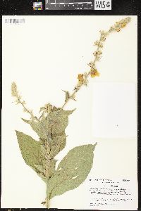 Verbascum phlomoides image