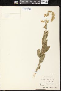 Verbascum phlomoides image